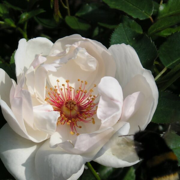 Jacqueline Du Pre