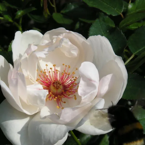 Jacqueline Du Pre