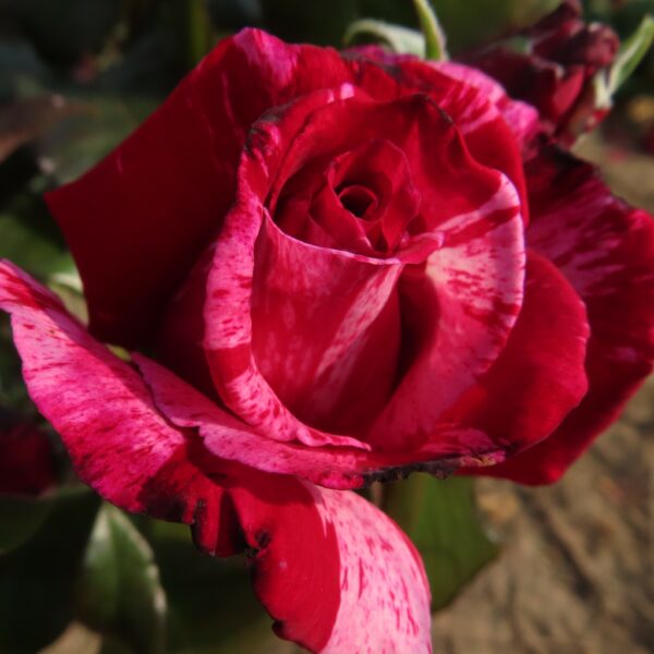 Jean's Rose