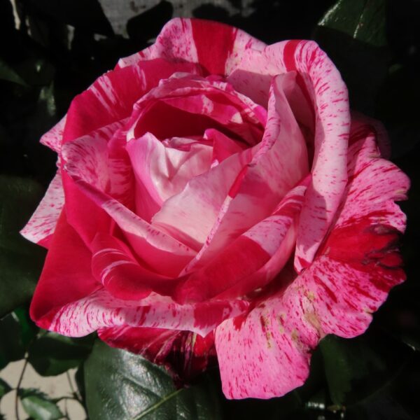 Jean's Rose
