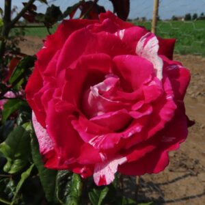 Jean's Rose