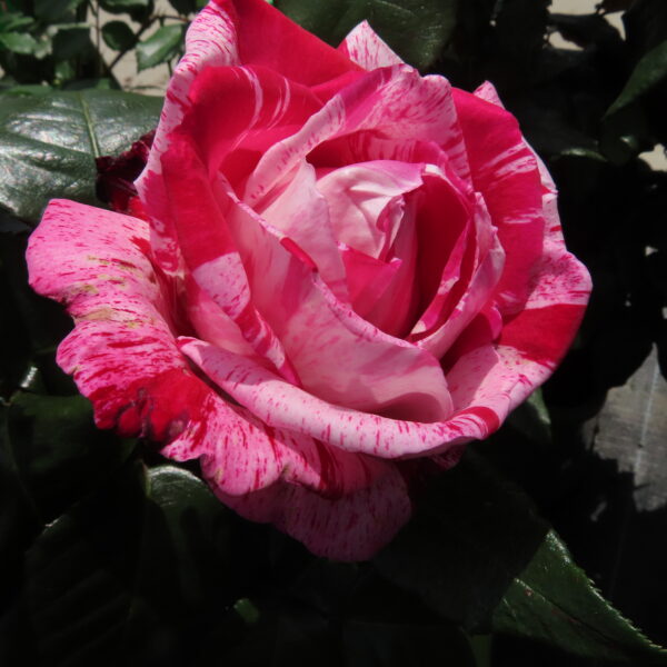 Jean's Rose