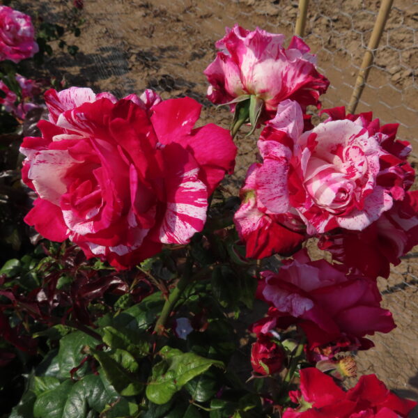 Jean's Rose