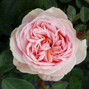 Joan's Rose