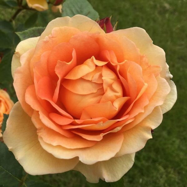 Lady of Shalott