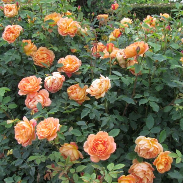 Lady of Shalott