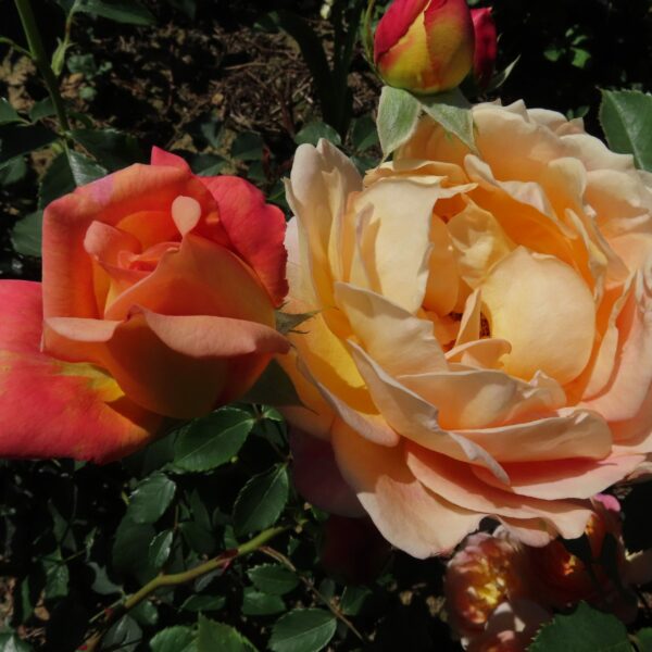 Lady of Shalott