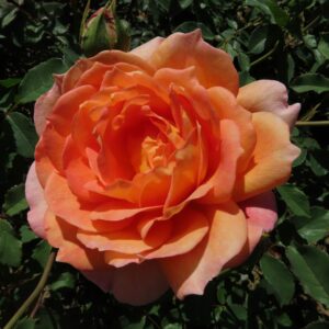 Lady of Shalott