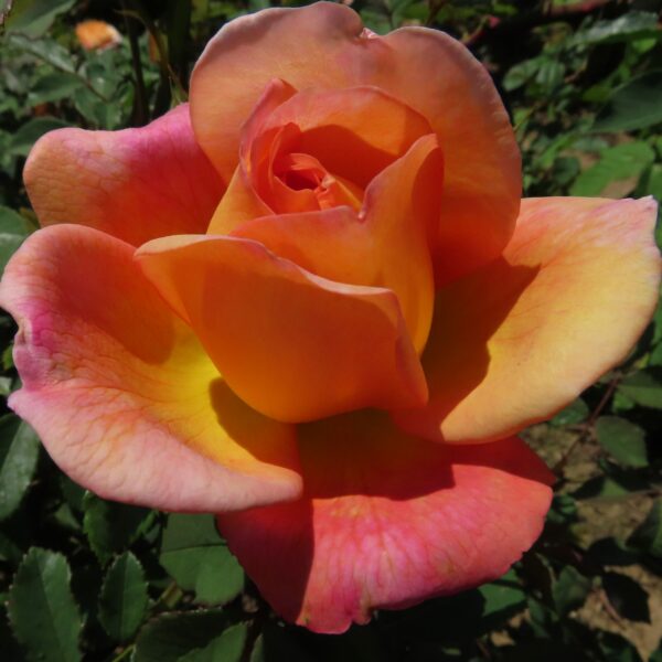 Lady of Shalott