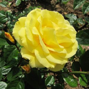 Lancelot - Image 5