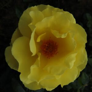 Lancelot - Image 6