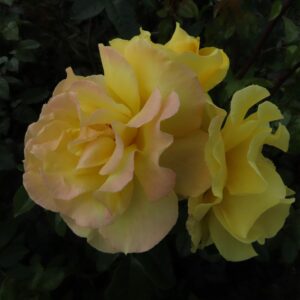 Lancelot - Image 4