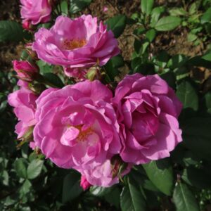 Lilac Bouquet - Image 5