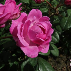 Lilac Bouquet - Image 2