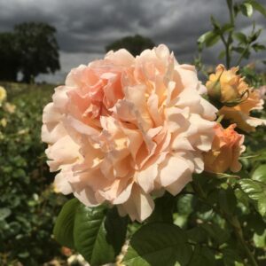 Lord Byron - Image 4