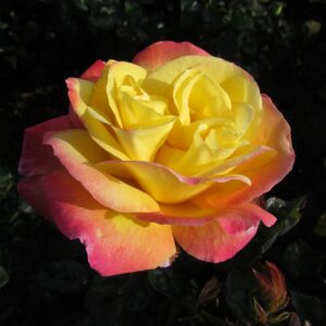 Love and Peace Standard Rose - Image 5