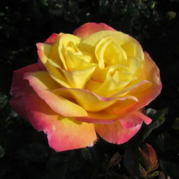 Love and Peace