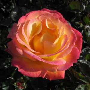 Love and Peace Standard Rose - Image 6