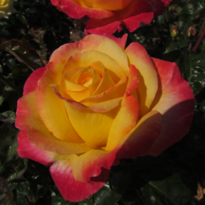 Love and Peace Standard Rose - Image 7