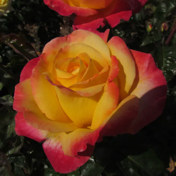 Love and Peace
