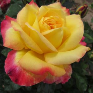 Love and Peace Standard Rose - Image 4