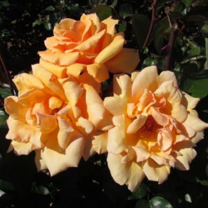 Lovely Boy - Image 3
