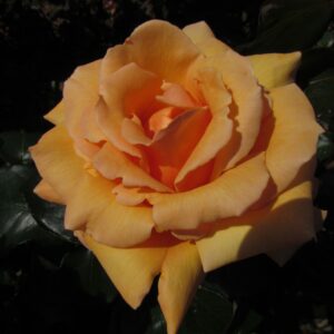 Lovely Boy - Image 5