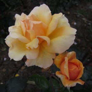 Lovely Boy - Image 4