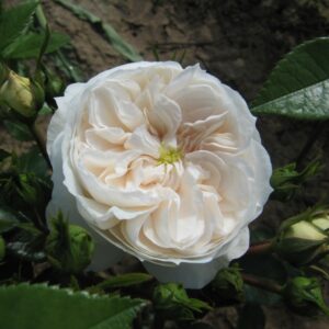 Macmillan Nurse Standard Rose - Image 3