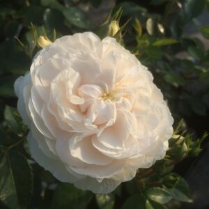 Macmillan Nurse Standard Rose - Image 4
