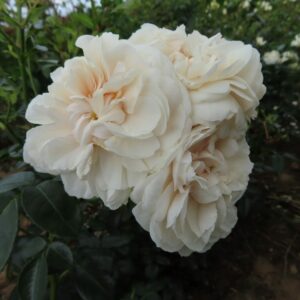 Macmillan Nurse Standard Rose - Image 5