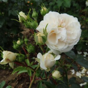 Macmillan Nurse Standard Rose - Image 2