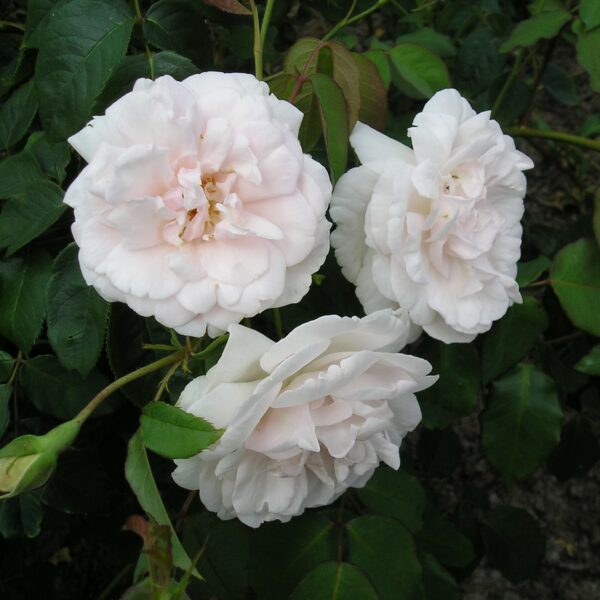 Madame Alfred Carriere