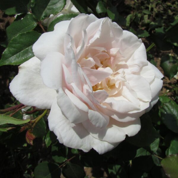Madame Alfred Carriere