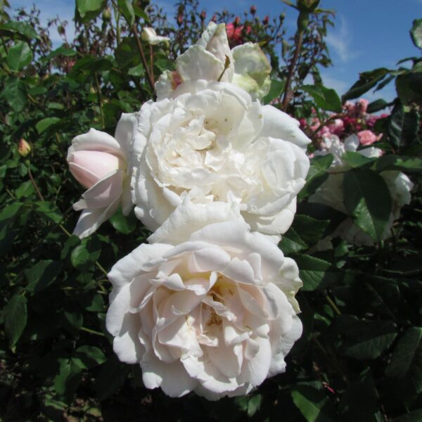 Madame Alfred Carriere