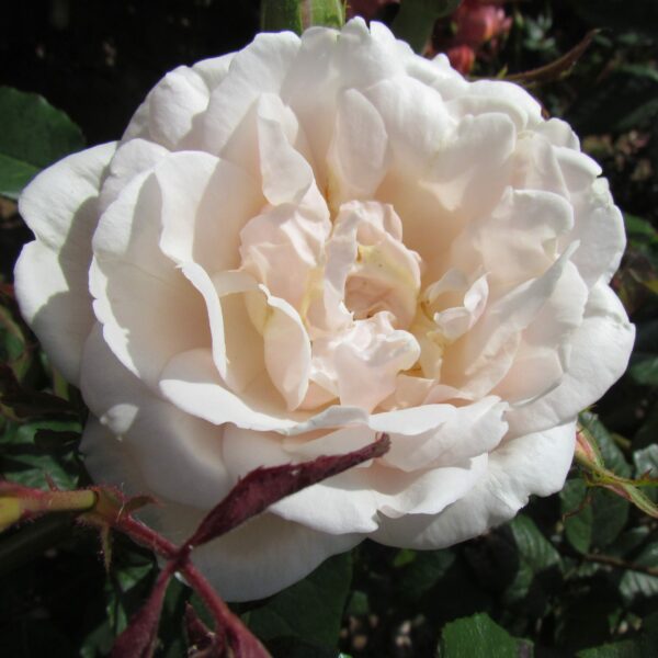Madame Alfred Carriere