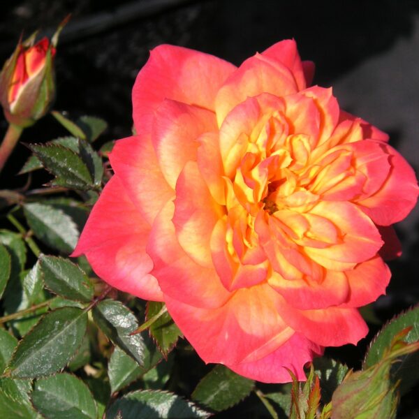 Mandarin