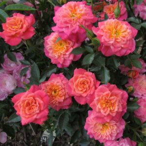 Mandarin - Image 5