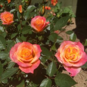 Mandarin - Image 2