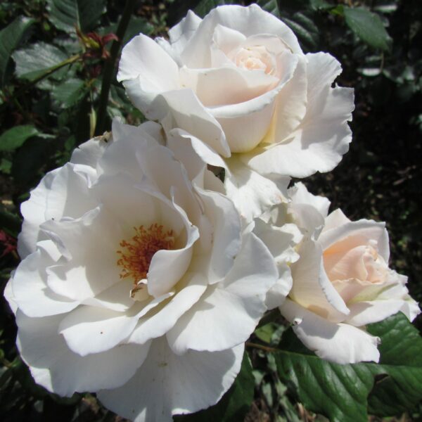 Margaret Merril