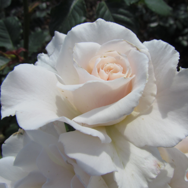 Margaret Merril