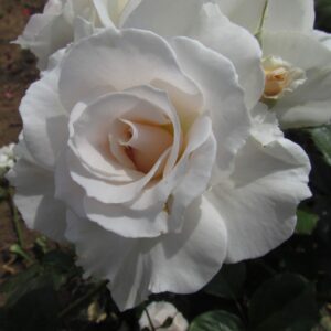 Margaret Merril Standard Rose - Image 4
