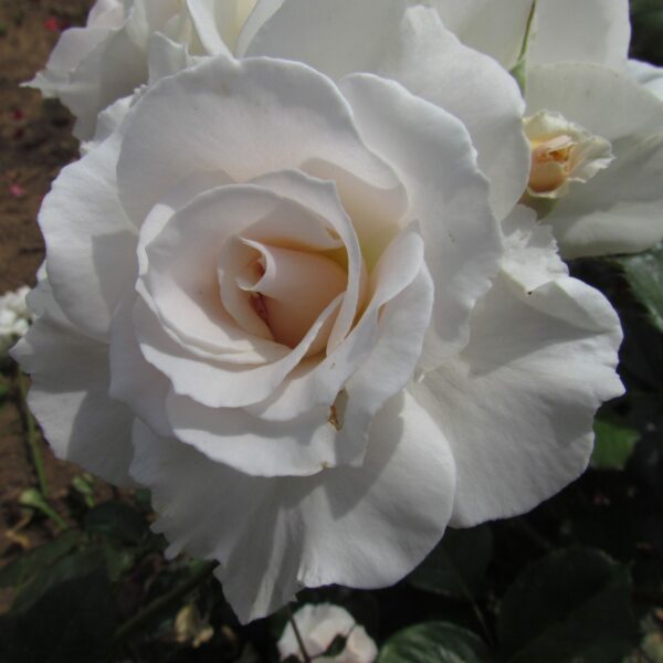 Margaret Merril