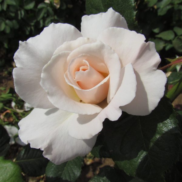 Margaret Merril