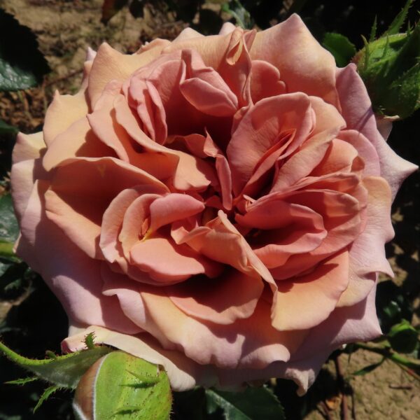Mocha Rosa