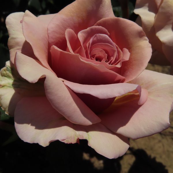 Mocha Rosa