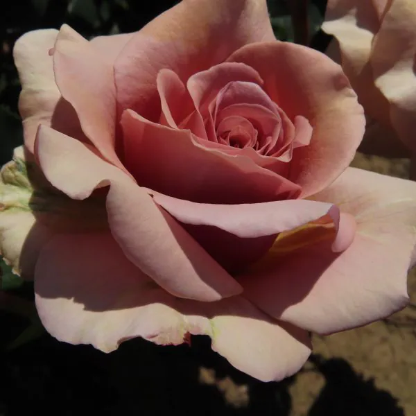Mocha Rosa