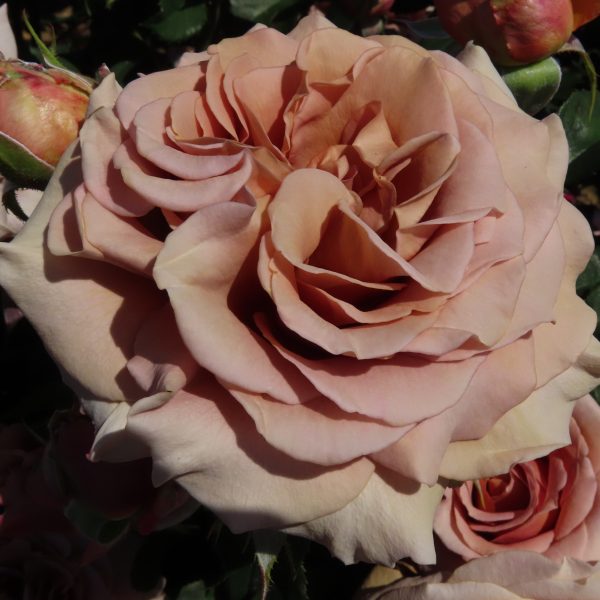 Mocha Rosa