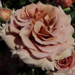 Mocha Rosa - Image 4