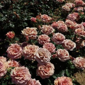 Mocha Rosa - Image 3